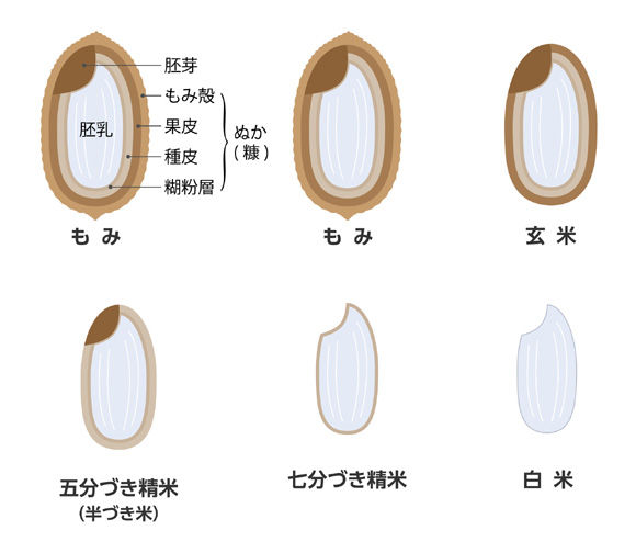 玄米とは？