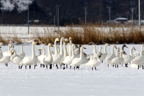 雪景色と白鳥